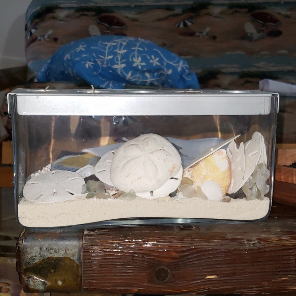 Seashells glass art